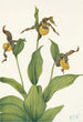 Kleinbild des gelben Venus-Schuhs Cypripedium parviflorum von Mary Vaux Walcott — Ansicht des Kunstwerks