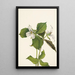 Trille des neiges Trillium grandiflorum - Mary Vaux Walcott — gerahmtes Bild an der Wand