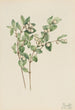 Symphorine blanche Symphoricarpos albus - Mary Vaux Walcott — Ansicht des Kunstwerks