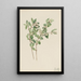 Symphorine blanche Symphoricarpos albus - Mary Vaux Walcott — gerahmtes Bild an der Wand