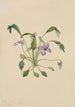 Violette à éperon du sud Viola digitata - Mary Vaux Walcott — Ansicht des Kunstwerks