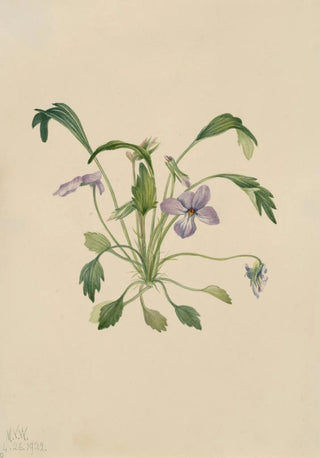 Mary Vaux Walcott - Southern Birds Foot Violet Viola digitata.webp