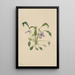 Violette à éperon du sud Viola digitata - Mary Vaux Walcott — gerahmtes Bild an der Wand