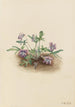 Violette de la côte sud Viola septemloba - Mary Vaux Walcott — Ansicht des Kunstwerks