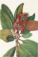 Frucht des Magnolienbaums im Süden Magnolia grandiflora - Mary Vaux Walcott — Ansicht des Kunstwerks