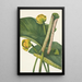 Nénuphar jaune Nymphaea advena - Mary Vaux Walcott — gerahmtes Bild an der Wand