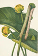 Nénuphar jaune Nymphaea advena - Mary Vaux Walcott — Ansicht des Kunstwerks