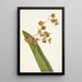 Cyrtopodium tacheté Cyrtopodium punctatum - Mary Vaux Walcott — gerahmtes Bild an der Wand