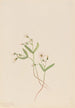 Claytonie de printemps Claytonia lanceolata - Mary Vaux Walcott — Ansicht des Kunstwerks
