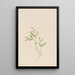 Claytonie de printemps Claytonia lanceolata - Mary Vaux Walcott — gerahmtes Bild an der Wand