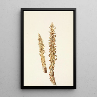 Mary Vaux Walcott - Squawroot Conopholis americana.webp