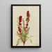 Chénopode fraise Chenopodium capitatum - Mary Vaux Walcott — gerahmtes Bild an der Wand