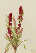 Chénopode fraise Chenopodium capitatum - Mary Vaux Walcott — Ansicht des Kunstwerks