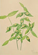 Fusain der amerikanischen Euonymus americanus - Mary Vaux Walcott — Ansicht des Kunstwerks