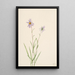 Aster des marais Aster paludosus - Mary Vaux Walcott — gerahmtes Bild an der Wand
