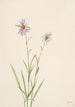 Aster des marais Aster paludosus - Mary Vaux Walcott — Ansicht des Kunstwerks