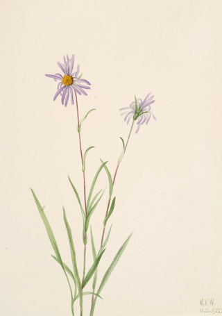 Mary Vaux Walcott - Swamp Aster Aster paludosus.webp