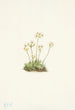 Androsace douce Androsace carinata - Mary Vaux Walcott — Ansicht des Kunstwerks