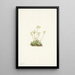 Androsace douce Androsace carinata - Mary Vaux Walcott — gerahmtes Bild an der Wand