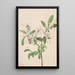 Azalée douce Azalea arborescens - Mary Vaux Walcott — gerahmtes Bild an der Wand