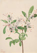 Azalée douce Azalea arborescens - Mary Vaux Walcott — Ansicht des Kunstwerks
