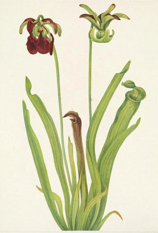 Mary Vaux Walcott - Sweet Pitcherplant Sarracenia rubra.webp