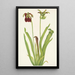 Sarracénie pourpre Sarracenia rubra - Mary Vaux Walcott — gerahmtes Bild an der Wand