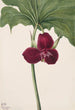 Trille doux Trillium vasyi - Mary Vaux Walcott — Ansicht des Kunstwerks