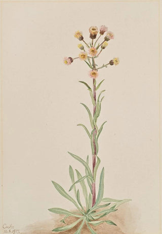 Mary Vaux Walcott - Tall Fleabane Erigeron acris.webp