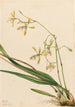Épidendrum de Tampa Epidendrum tampense - Mary Vaux Walcott — Ansicht des Kunstwerks