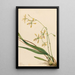 Épidendrum de Tampa Epidendrum tampense - Mary Vaux Walcott — gerahmtes Bild an der Wand