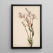 Befaria en grappes Befaria racemosa - Mary Vaux Walcott — gerahmtes Bild an der Wand