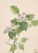 Aubépine écarlate Crataegus coccinea - Mary Vaux Walcott — Ansicht des Kunstwerks