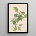 Aubépine écarlate Crataegus coccinea - Mary Vaux Walcott — gerahmtes Bild an der Wand