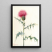 Arizona-Chardon Cirsium arizonica - Mary Vaux Walcott — gerahmtes Bild an der Wand