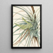 Tillandsia fasciculée Tillandsia fasciculata - Mary Vaux Walcott — gerahmtes Bild an der Wand