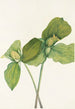 Trille sessile Trillium sessile - Mary Vaux Walcott — Ansicht des Kunstwerks