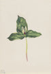 Trille décoloré Trillium discolor - Mary Vaux Walcott — Ansicht des Kunstwerks