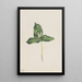 Trille décoloré Trillium discolor - Mary Vaux Walcott — gerahmtes Bild an der Wand