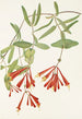Chèvrefeuille trompette Lonicera sempervirens - Mary Vaux Walcott — Ansicht des Kunstwerks