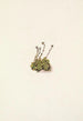 Saxifrage gazonnante Saxifraga caespitosa - Mary Vaux Walcott — Ansicht des Kunstwerks