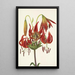 Lis Turban Lilium superbum - Mary Vaux Walcott — gerahmtes Bild an der Wand