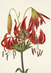 Lis Turban Lilium superbum - Mary Vaux Walcott — Ansicht des Kunstwerks