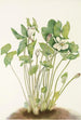 Jeffersonie à deux feuilles Jeffersonia diphylla - Mary Vaux Walcott — Ansicht des Kunstwerks