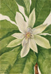 Magnolia mit großen Blättern Magnolia tripetala - Mary Vaux Walcott — Ansicht des Kunstwerks