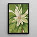 Magnolia mit großen Blättern Magnolia tripetala - Mary Vaux Walcott — gerahmtes Bild an der Wand