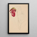 Skizze unvollendet - Mary Vaux Walcott — gerahmtes Bild an der Wand