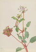 Ohne Titel Tripterocalyx pedunculatus - Mary Vaux Walcott — Ansicht des Kunstwerks