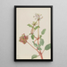 Ohne Titel Tripterocalyx pedunculatus - Mary Vaux Walcott — gerahmtes Bild an der Wand