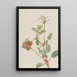 Mary Vaux Walcott - Untitled Tripterocalyx pedunculatus.webp